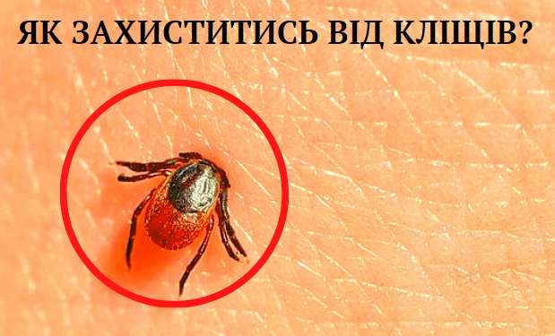 Як захиститись від кліщів? Поради та інструкція